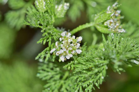 Hirtennadel (Scandix pecten-veneris) pflanzt Blüten und Blätter mit Wassertropfen. Invasive Arten, die ursprünglich in Europa beheimatet sind, aber weltweit vorkommen.