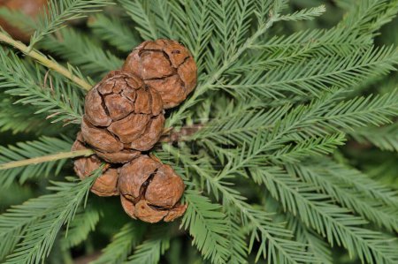 Photo for Bald Cypress (Taxodium distichum) isolated leaves and cone seed pods in Houston, TX. Conifer tree in the Cupressaceae family found throughout the USA. - Royalty Free Image