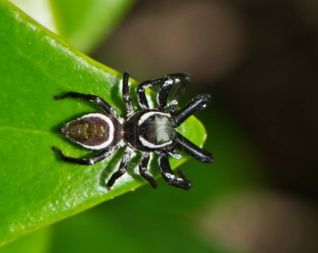 Téléchargez les photos : Araignée sauteuse (Messua limbata) sur les feuilles d'aubépine indienne, vue dorsale. Cette espèce d'arachnide se trouve dans le sud des États-Unis et au Mexique. - en image libre de droit