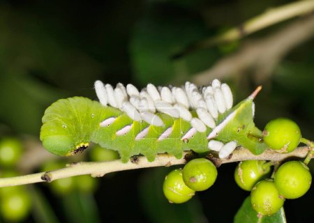 Téléchargez les photos : Pawpaw Sphinx caterpillar (Dolba hyloeus) avec des œufs de guêpes tachinidés parasites en nymphes sur le dos, se nourrissant d'une plante Yaupon Holly. - en image libre de droit