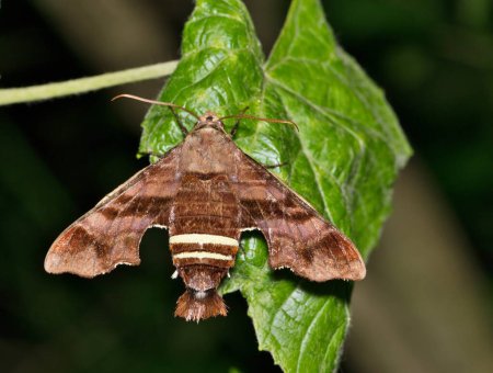 Foto de Nessus Sphinx Moth (Amphion floridensis) descansando sobre una hoja en Houston, TX. Polilla voladora de la familia Sphingidae, encontrada en los Estados Unidos, Canadá y México. - Imagen libre de derechos