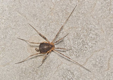 Téléchargez les photos : Harvestmen Spider (Protolophus) de l'ordre taxonomique des Opiliones sur une surface en béton à Houston, TX. Image macro vue dorsale. - en image libre de droit