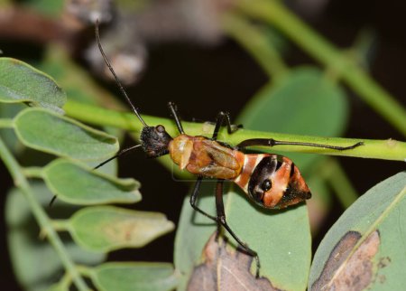 Téléchargez les photos : Nymphe d'insecte à pattes arquées (Hyalymenus tarsatus) sur une tige de plante la nuit à Houston, TX. Espèce d'insecte à tête large du sous-ordre des Hétéroptères trouvée dans le monde entier. - en image libre de droit