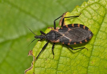 Foto de Eastern Bloodsucking Conenose Kissing Bug (Triatoma sanguisuga) en una hoja en Houston, TX. Peligroso insecto mordedor que transporta la enfermedad de Chagas. - Imagen libre de derechos