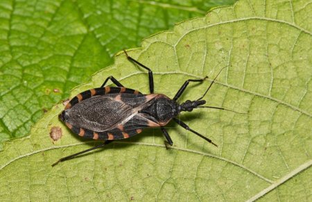 Eastern Bloodsucking Conenose Kissing Bug (Triatoma sanguisuga) auf einem Blatt in Houston, Texas. Gefährliches stechendes Insekt, das die Chagas-Krankheit überträgt.