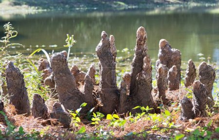 Téléchargez les photos : Bald Cypress knee structures protubérant à partir du bord d'un lac d'eau douce à Houston, TX. Ce sont des croissances ligneuses au-dessus des racines des arbres à fonction inconnue. - en image libre de droit