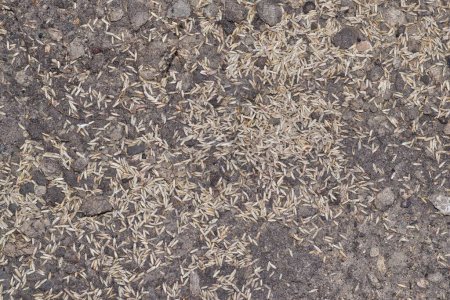 Téléchargez les photos : Bluegrass graines on plain dirt in a suburban backyard in Houston, TX. Herbe d'hiver commune plantée pour couvrir les pelouses pendant les mois d'hiver. - en image libre de droit