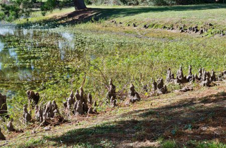 Téléchargez les photos : Bald Cypress knee structures protubérant à partir du bord d'un lac d'eau douce à Houston, TX. Ce sont des croissances ligneuses au-dessus des racines des arbres à fonction inconnue. - en image libre de droit