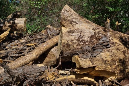 Téléchargez les photos : Des cyprès abattus dans une forêt laissant une grande pile de débris. Industrie forestière et enlèvement des arbres image conceptuelle. - en image libre de droit
