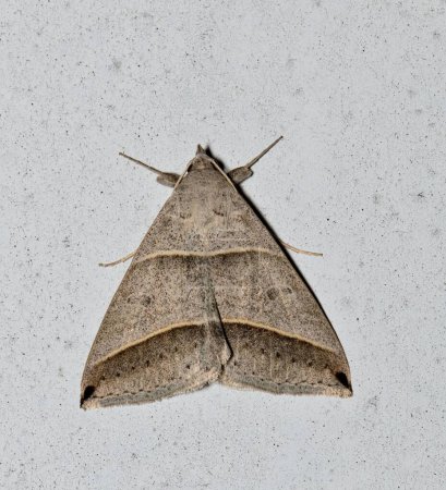 Schwarzspitze-Ptichodis-Motte (Ptichodis vinculum) isoliert auf einer Türaußenseite in Houston, Texas. Erebidae Familie stammt aus den USA.