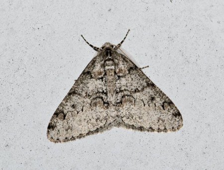 Phigalia denticulata (Phigalia denticulata) isolé sur un mur extérieur à Houston, TX USA. Géomètre espèce de papillon de nuit originaire des États-Unis.