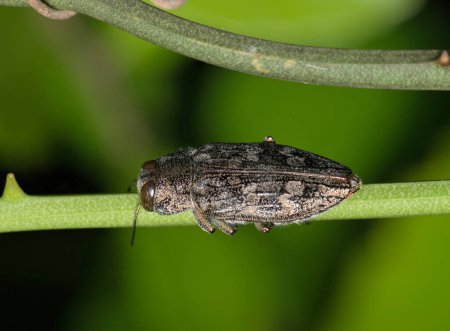 Escarabajo perforador de madera metálica (Chrysobothris shawnee) en un tallo de planta en Houston, TX EE.UU., vista dorsal. Especie de insecto norteamericano en la familia Buprestidae.