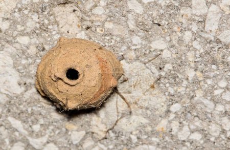 Potter wasp nest made of mud attached to a wall exterior. Also called Mason wasps. Macro image with copy space.