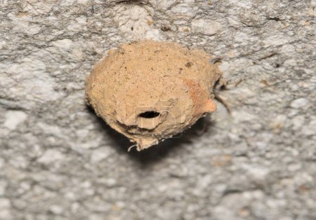 Potter wasp nest made of mud attached to a wall exterior. Also called Mason wasps. Macro image with copy space.