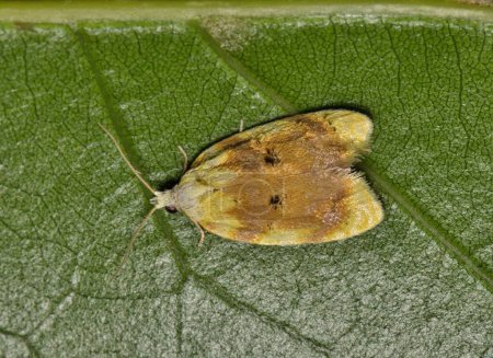 Oak leaftier moth (Acleris semipurpurana) on a leaf in Houston, TX USA dorsal view. Pest insect species found in the United States and Canada.