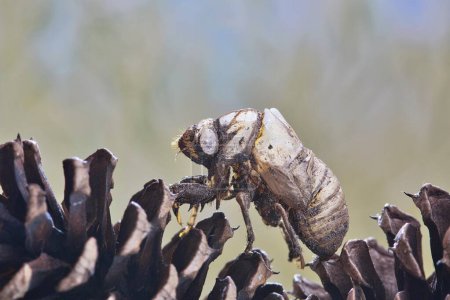 Vide Cicada exuviae sur deux cônes de pin avec espace de copie, vue latérale. Macro photographie de nature.