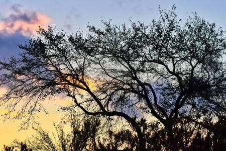 Silhouetten von spindeldürren Bäumen und Unterholz vor dem Hintergrund einer untergehenden Sonne.