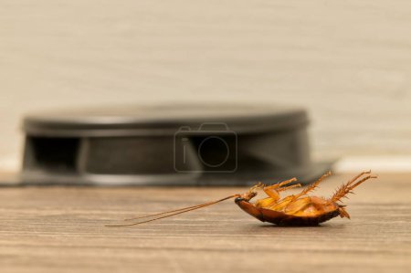 Cucaracha americana muerta tendida sobre su espalda en primer plano, frente a una trampa de carnada de cucaracha por una tabla de bordear. Concepto de control de plagas con espacio de copia.