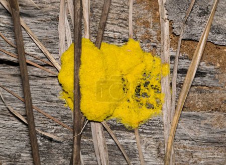 Schleimpilz (Fuligo septica) auf verrottendem Holz, isoliert direkt darüber. Klasse der Myxogastria-Gelbschimmelpilze weltweit gefunden, überwiegend tropische Regionen. 
