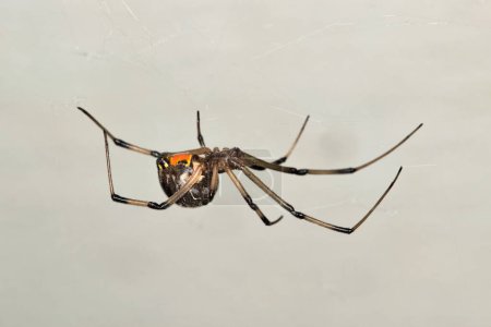 Photo for Brown Widow Spider (Latrodectus geometricus) in its web side view copy space. Nature pest control concept. - Royalty Free Image