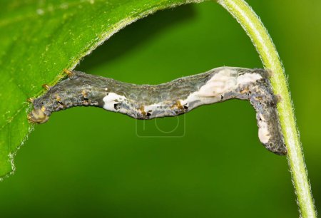 Photo for Moonseed Caterpillar (Plusiodonta compressipalpis) eating vine leaves nature Springtime pest control concept copy space side view. - Royalty Free Image