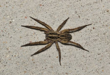 Loup araignée (Schizocosa avida) sur le trottoir en béton vue dorsale, la nature arachnides concept de lutte antiparasitaire.
