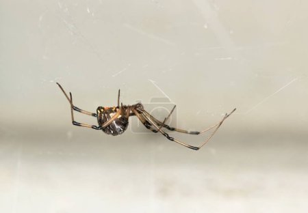 Foto de Brown Widow Spider (Latrodectus geometricus) en su espacio de copia de vista lateral de la web. Concepto de control de plagas. - Imagen libre de derechos