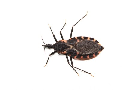 Eastern Bloodsucking Conenose Kissing Bug Insekt (Triatoma sanguisuga) isoliert auf weißen, gefährlichen Chagas Krankheit, Schädlingsbekämpfung Natur Springtime dorsal.