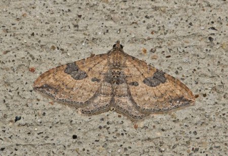 Der Gem Moth (Orthonama obstipata) männliche Rückenansicht an einer Wand, Kopierraum für Schädlingsbekämpfung.