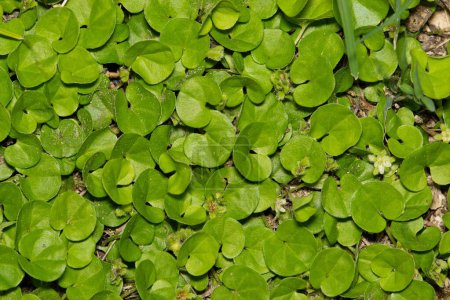 Carolina ponysfoot (Dichondra carolinensis) herbaceous subshrub ground cover plant, green leaves, garden weeds lawncare concept.