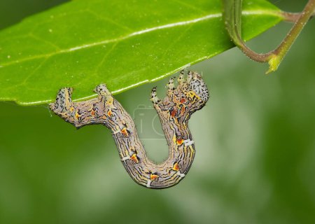 Photo for Woolly gray caterpillar (Lycia ypsilon) insect on Yaupon Holly Ilex Vomitoria plant, nature Springtime pest control agriculture side view macro. - Royalty Free Image