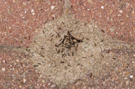 Téléchargez les photos : Pavement ants nest mound (Tetramorium immigrans) insects in paving stones, directly above nature pest control macro. - en image libre de droit