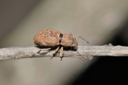 Foto de Fuller rose beetle (Naupactus cervinus) insecto en el tallo de la planta, gorgojo de nariz ancha control de plagas macro copia espacio Houston, TX EE.UU.. - Imagen libre de derechos