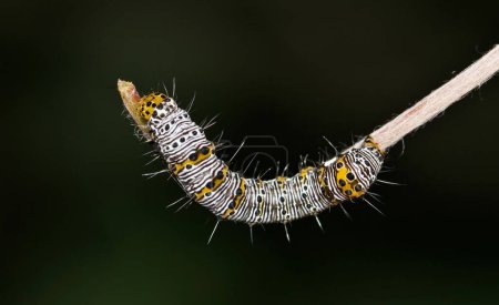 Eight-spotted forester caterpillar (Alypia octomaculata) on plant stem, night dorsal copy space. Macro nature, pest control springtime concept.