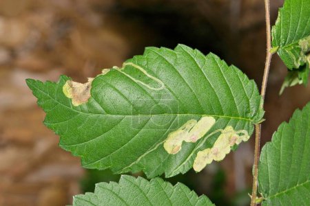 Olmo americano hojas de árbol (Ulmus americana) con daño de insectos minero hoja, control de plagas horticultura jardinería concepto agrícola.