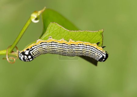 Photo for Turbulent Phosphila (Phosphila turbulenta) cutworm insect eating vine leaves nature Springtime pest control agriculture concept copy space dorsal view. - Royalty Free Image