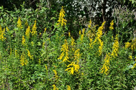 Photo for Tall Goldenrod (Solidago altissima) plants in bloom with yellow wildflowers, nature Springtime botany garden weeds agriculture concept. - Royalty Free Image