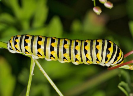 Black Swallowtail caterpillar (Papilio polyxenes) insect on plant stem, nature Springtime pest control agriculture concept.