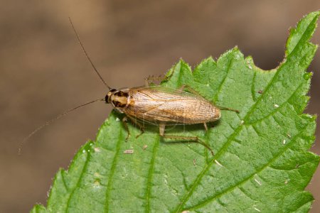 Deutsche Schabe (Blattella germanica) Insekt auf Blatt mit Kopierraum, Natur Springtime Schädlingsbekämpfungskonzept Landwirtschaft.