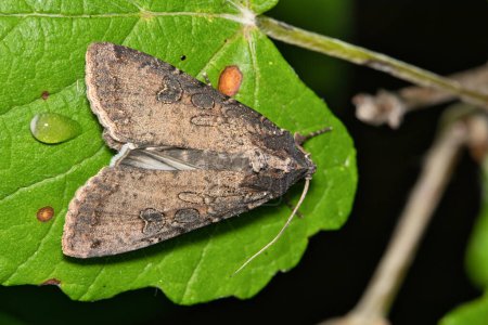 Pearly underwing moth (Peridroma saucia) insect on leaf, nature Springtime pest control agriculture.