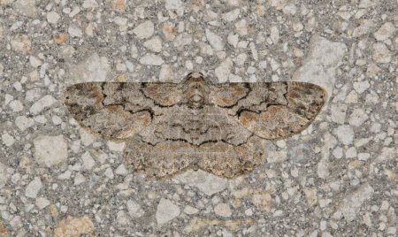 Brown-shaded gray moth (Iridopsis defectaria) insect nature Springtime camouflage pest control agriculture wall.