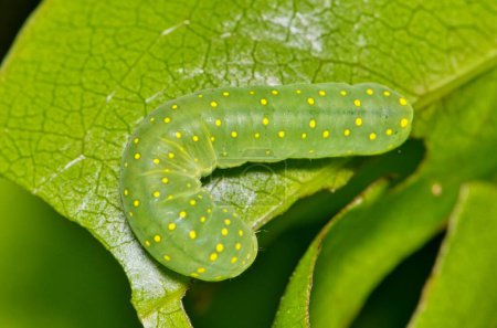 Spotted phosphila caterpillar (Phosphila miselioides) cutworm insect on vine nature Springtime pest control agriculture.