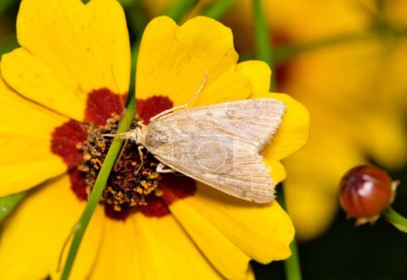 Garden webworm moth (Achyra rantalis) insect on Tickseed flower nature Springtime pollination pest control.
