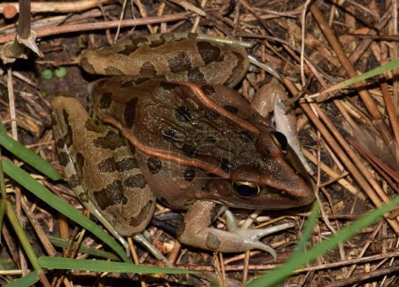 Southern leopard frog (Lithobates sphenocephalus) in grass amphibian nature marsh Rana sphenocephala.