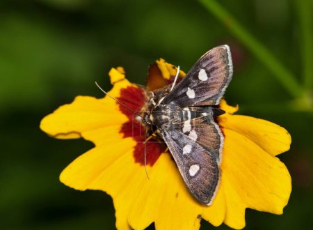 Desmia subdivisalis Motte auf kitzelsamen Blume Natur Bestäubung Frühling Schädlingsbekämpfung.