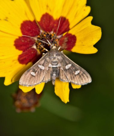 Desmia subdivisalis moth on tickseed flower nature Springtime pest control.