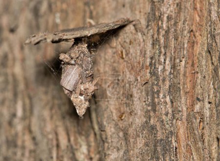 Cocon de ver de sac (Thyridopteryx ephemeraeformis) insecte sur la nature des arbres Lutte antiparasitaire printanière.
