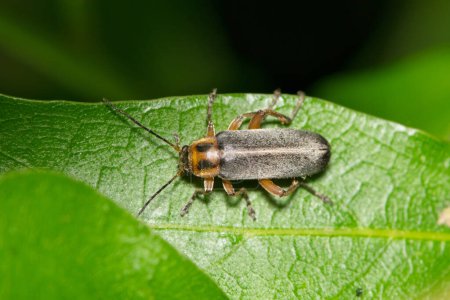 False darkling beetle (Osphya varians) on leaf night nature Springtime pest control.