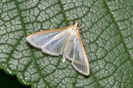 Four-spotted Palpita Moth Palpita quadristigmalis insect leaf nature Springtime pest control.