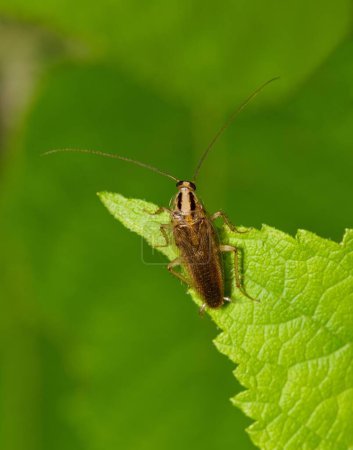 German cockroach (Blattella germanica) insect leaf nature Springtime pest control agriculture.